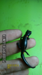 Isthmura gigantea