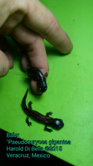 Isthmura gigantea