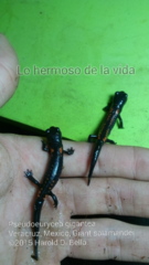Isthmura gigantea