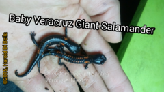 Isthmura gigantea