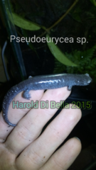 Isthmura gigantea