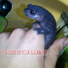 Isthmura gigantea