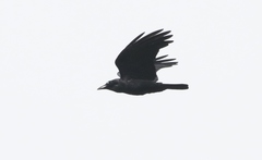 Corvus tasmanicus