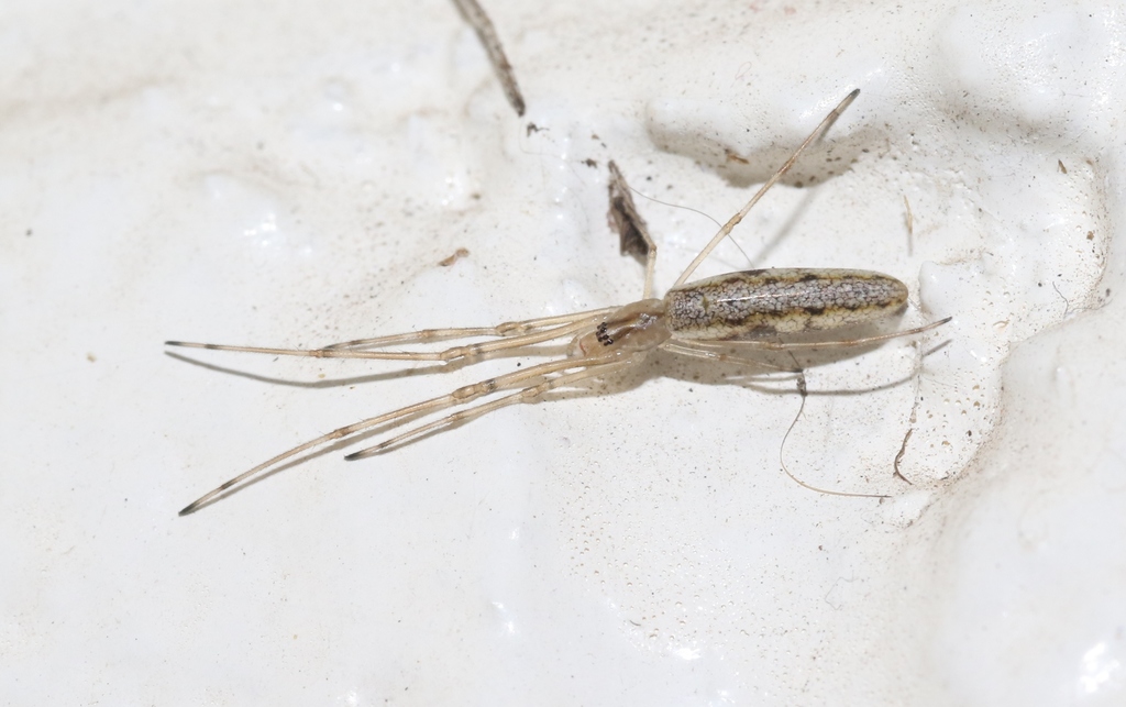 Tetragnatha valida