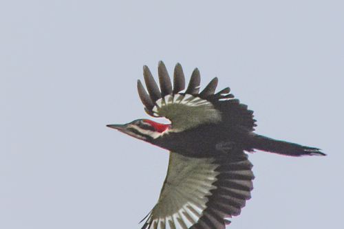 Pileated Woodpecker photographed in Oklahoma