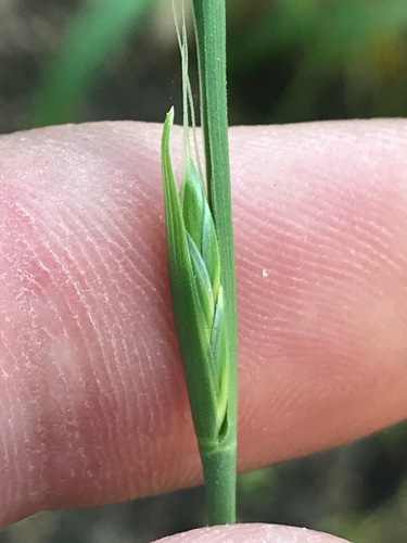 Darnel Ryegrass (Lolium temulentum)