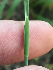 Lolium temulentum, photograph (c) Adam J. Searcy, some rights reserved (CC BY)