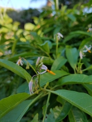 Solanum bahamense