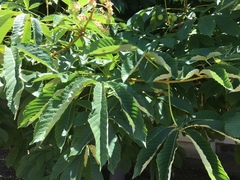 Aesculus hippocastanum