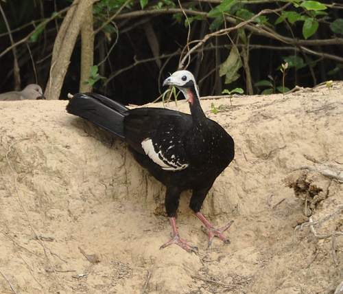 White-throated Piping-Guan (Pipile grayi)