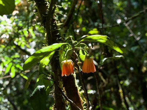 Sloanea rhodantha var. dalechampioides image