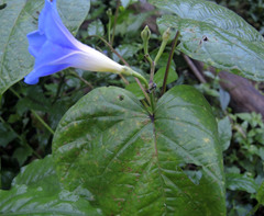 Ipomoea parasitica