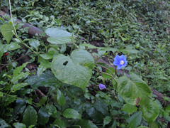 Ipomoea parasitica