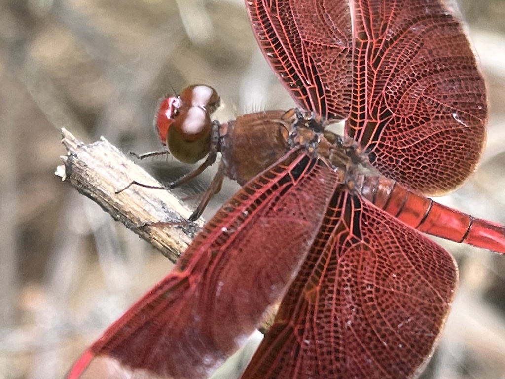 Red Percher from Regional Science High School III Region III, Olongapo