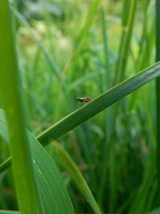 Micropterix aruncella