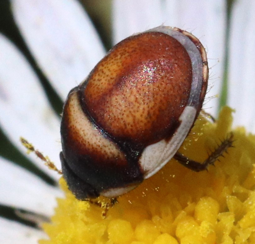 Cydnoides albipennis