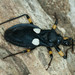 Whitespot Assassin Bug - Photo (c) Smithsonian Institution-NMNH-Insect Zoo, some rights reserved (CC BY-NC)