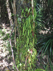 Loxogramme dictyopteris