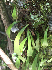 Loxogramme dictyopteris