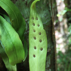Loxogramme dictyopteris