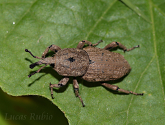 Sphenophorus rusticus