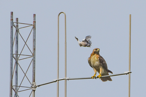 Blue Jay photographed in Oklahoma