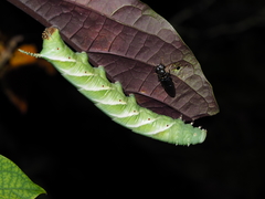 Psilogramma menephron