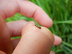 Micropterix aruncella