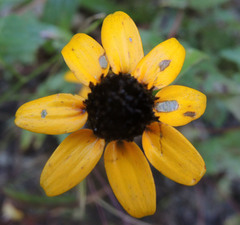 Zinnia maritima