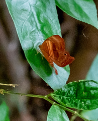 Abisara