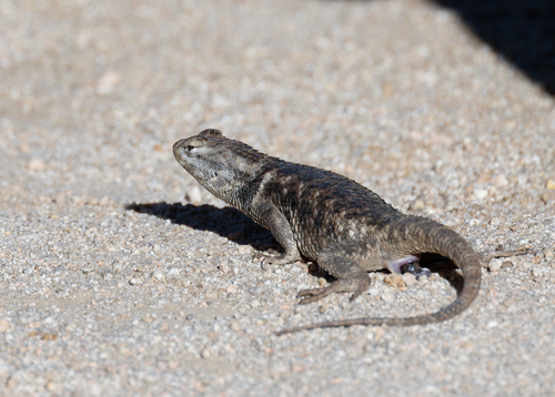 iNaturalist observation photo of Desert Spiny Lizard