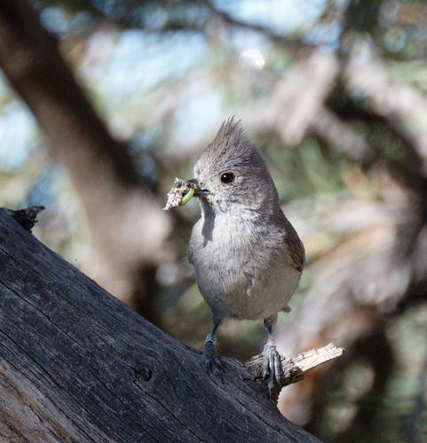 iNaturalist observation photo of Oak Titmouse