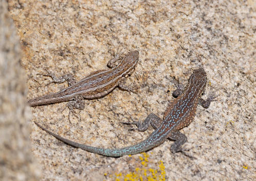 iNaturalist observation photo of Western Side-blotched Lizard