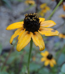 Zinnia maritima