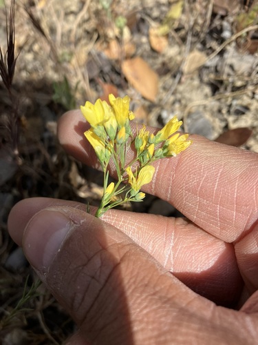 Brewer's western flax (Hesperolinon breweri)