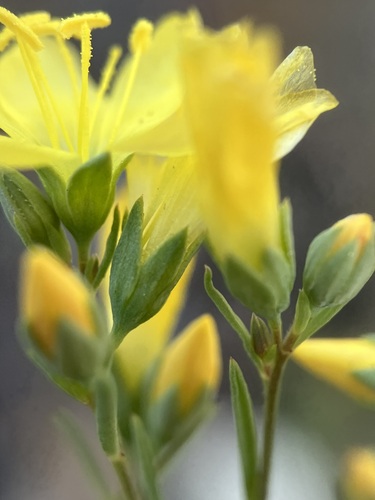 Image of Brewer's western flax by no rights reserved