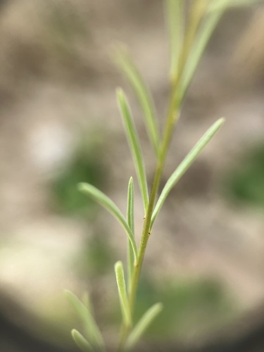 Image of Brewer's western flax by no rights reserved