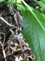 Cacephatus huttoni