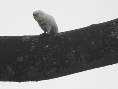 Cacatua goffiniana