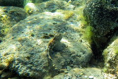 Lepidoblennius marmoratus