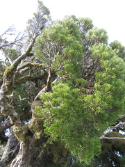 Halocarpus