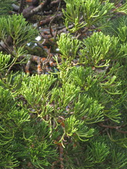 Halocarpus