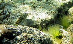 Lepidoblennius marmoratus