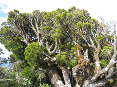 Halocarpus