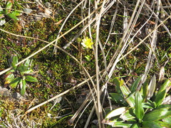 Ranunculus verticillatus