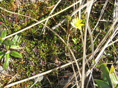 Ranunculus verticillatus