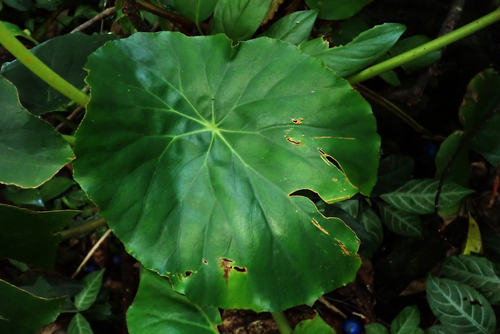 Begonia nelumbiifolia observed 2023-05-23