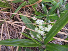 Aciphylla dissecta