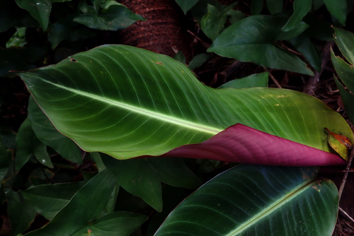 Heliconia metallica