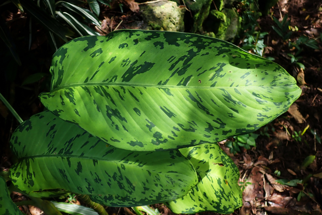 Dieffenbachia bowmanni